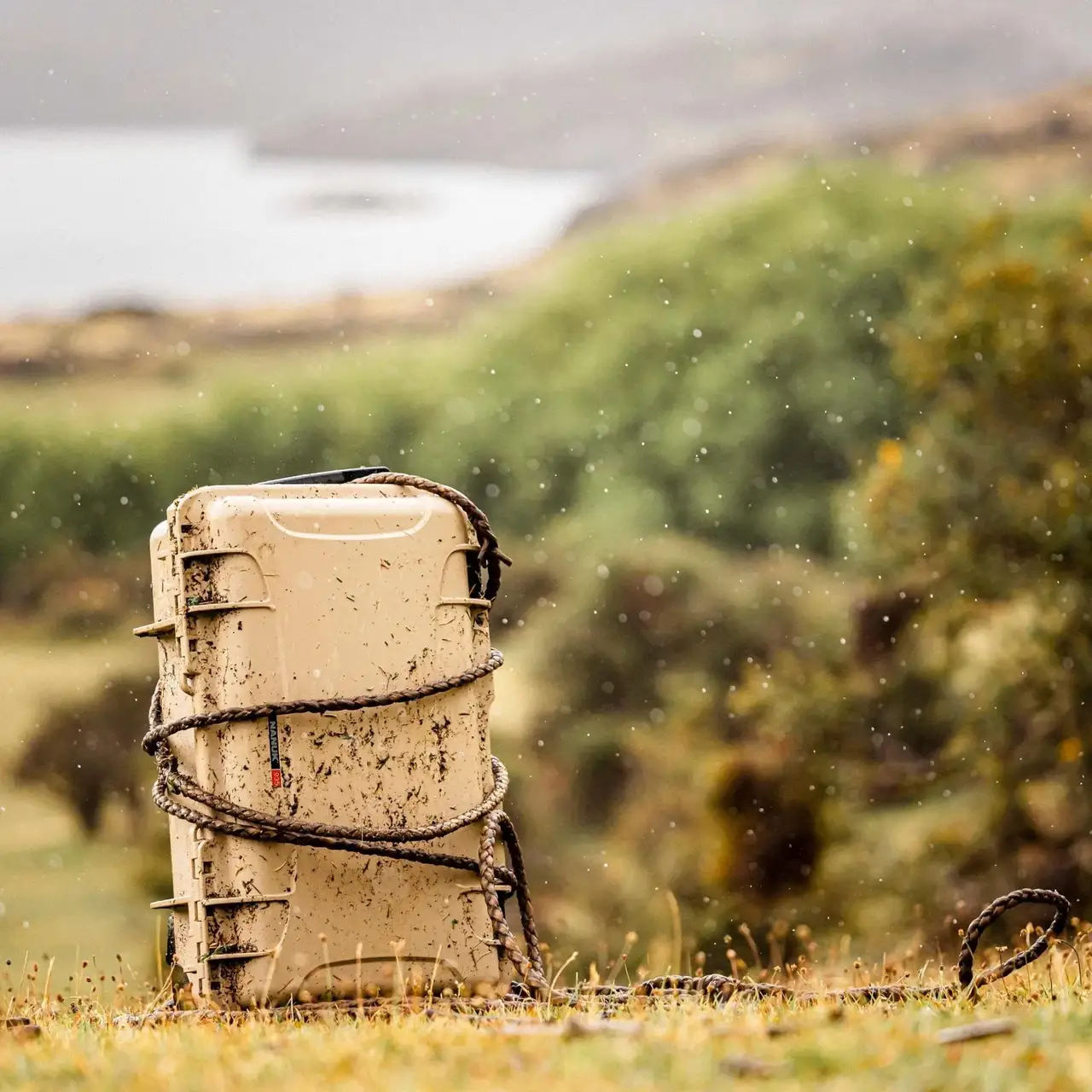 Desert Tan JunZhiJia 935 with rope in a grassy field with a blurred natural background