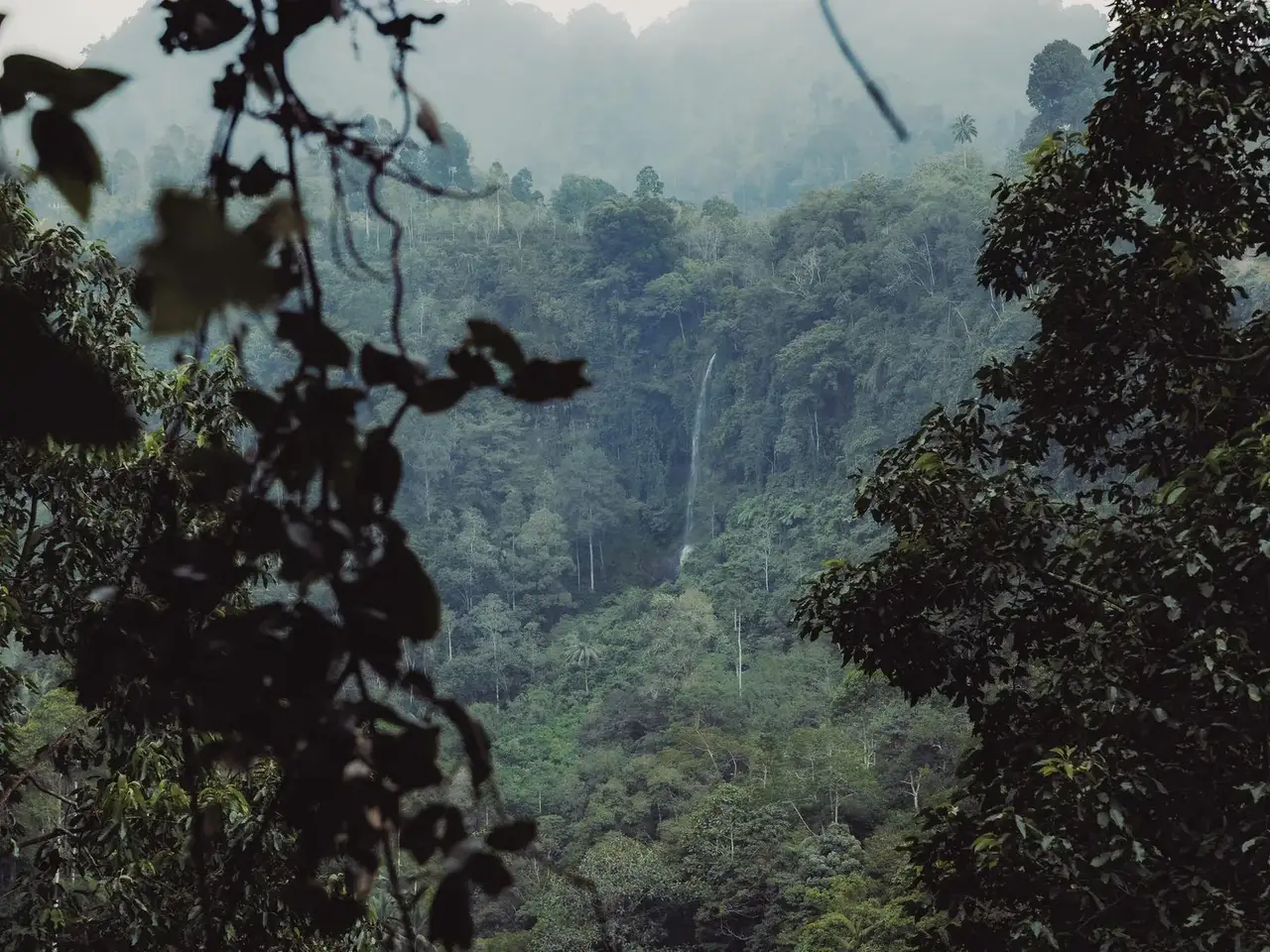 Forest view with trees and mountains in the background