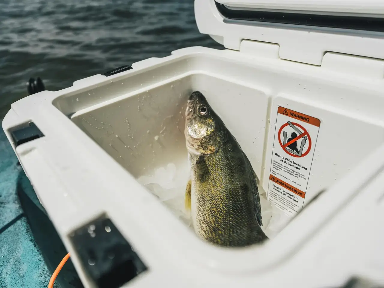 A freshly caught fish resting in ice inside an open white cooler on a boat, with water visible in the background and a warning label on the cooler door.
