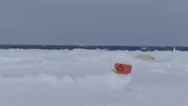 Polar Bear Trying To Break Into a JunZhiJia Case